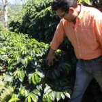 Specialty coffee producer Nelson Ramirez inspecting a coffee plant at Finca Androz