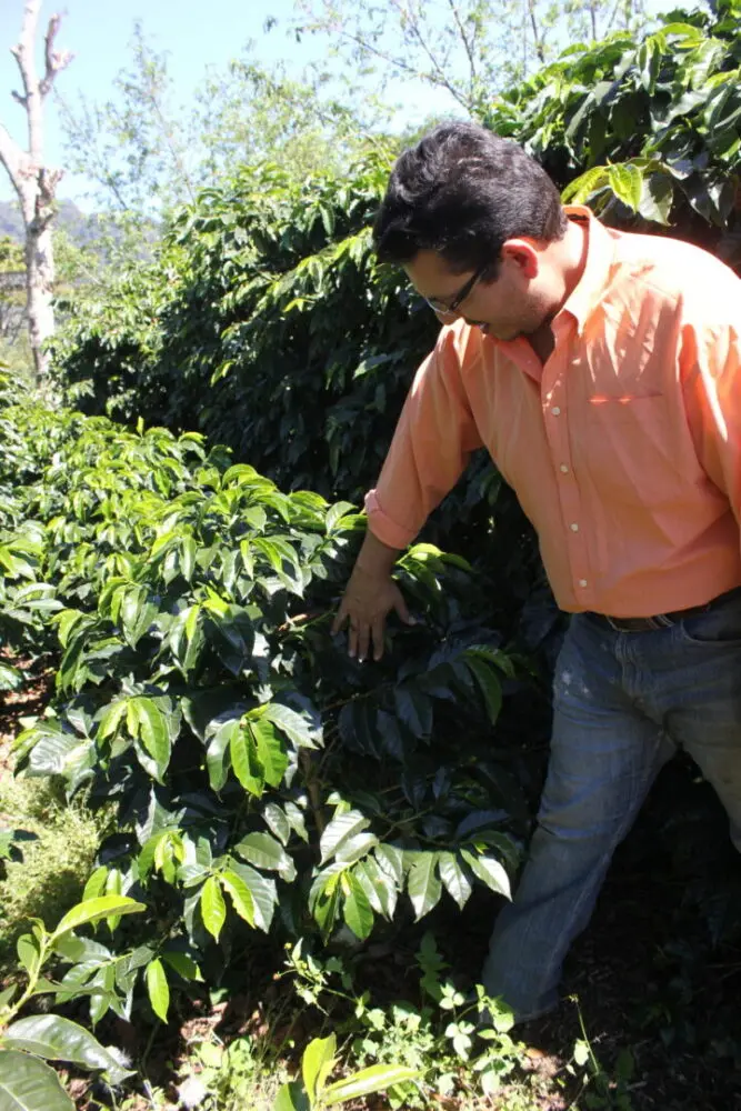 Specialty coffee producer Nelson Ramirez inspecting a coffee plant at Finca Androz