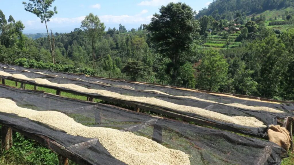 Drying beds at the Maganjo wet mill in Mukurwe-ini region operated by Rumukia Farmer's Cooperative Society