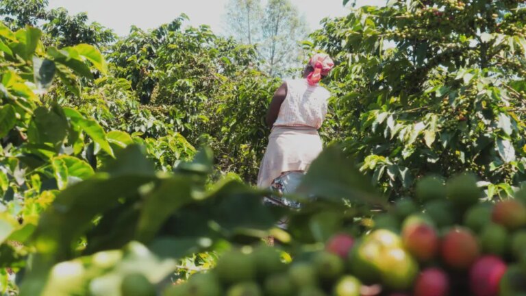 Female coffee farmer picking ripe coffee cherries off tree for Maganjo wet mill in the Mukurwe-ini region