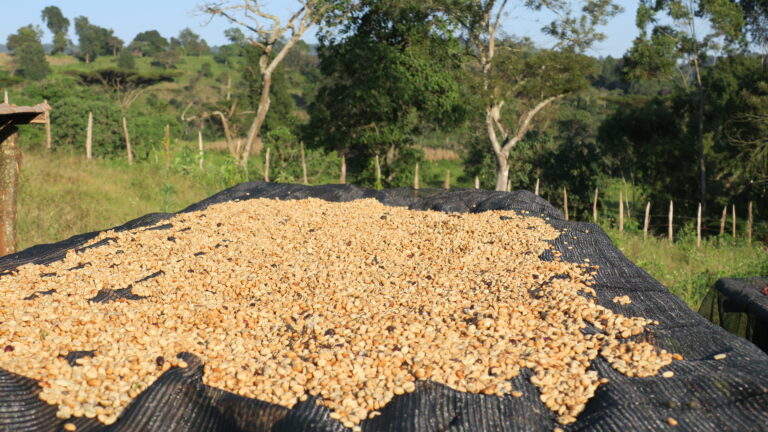 Washed coffee beans drying on raised beds at Guji Masina washing station in Ethiopia