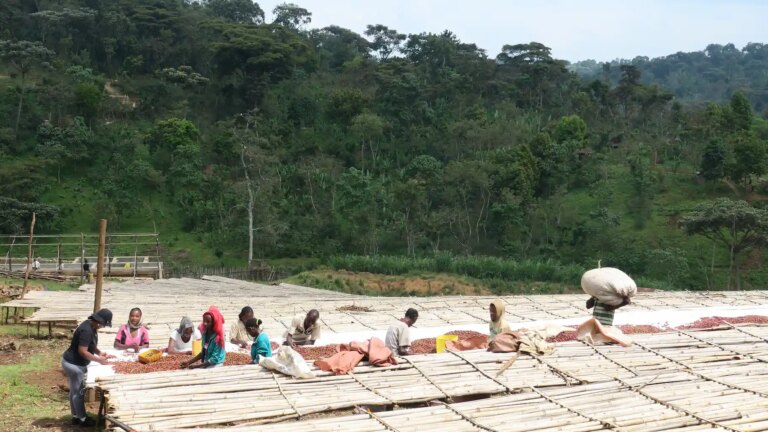 Workers sorting washed coffee beans on raised African beds at Kochere washing station Yirgacheffe Ethiopia