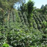 Rows of coffee growing at Mogola which looks like a botanic garden in Honduras coffee origin