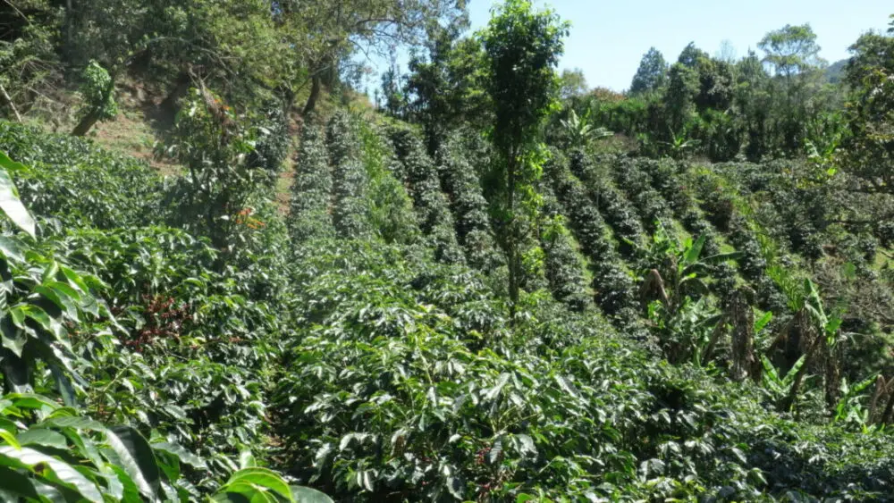 Rows of coffee growing at Mogola which looks like a botanic garden in Honduras coffee origin
