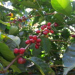 Coffee cherries growing at Mogola the area is very humid and cold perfect for slow maturation of flavours