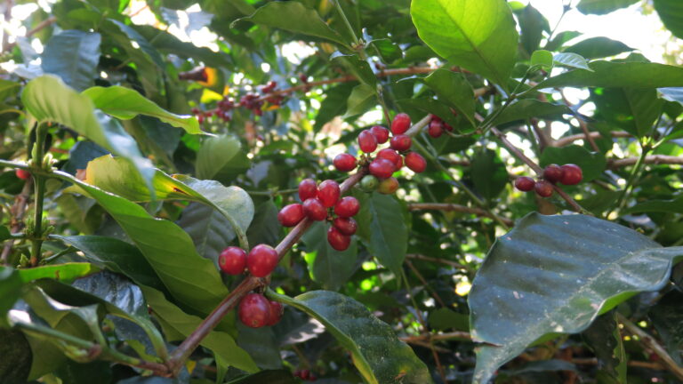Coffee cherries growing at Mogola the area is very humid and cold perfect for slow maturation of flavours