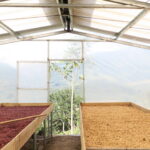 Natural and washed process coffee beans drying beds at Tio Juan which Project Origin helped to fund