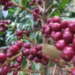 Ripe Pacas coffee cherries on a tree
