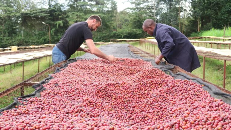 Sasa Sestic the coffee man and farmer sorting red ripe cherries at Thageini washing station Kenya