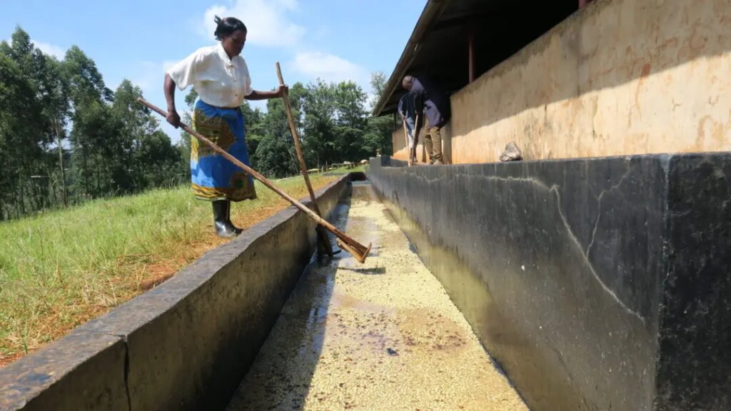 Female producer washing specialty coffee in channels at Thageini washing station Kenya