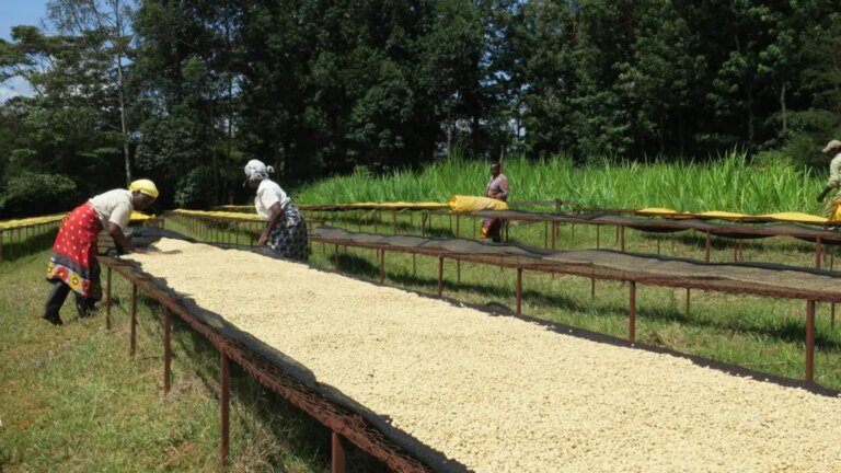 Women in coffee inspecting washed coffee beans on raised drying beds in lush green Thageini Kenya