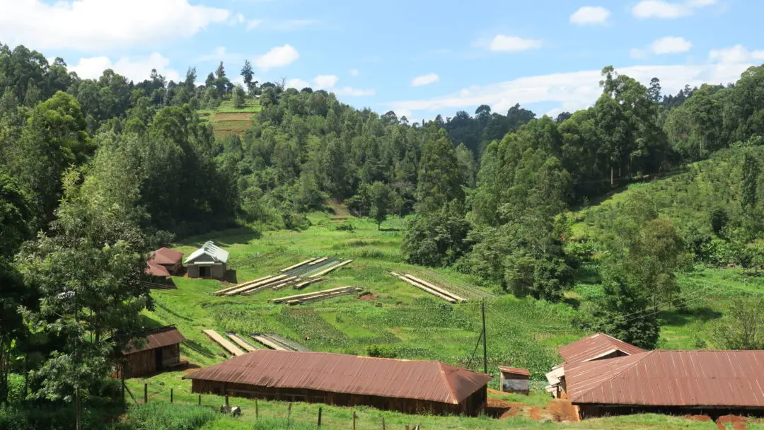 Thuti wet mill Kenya has green lush forests around the houses for coffee processing