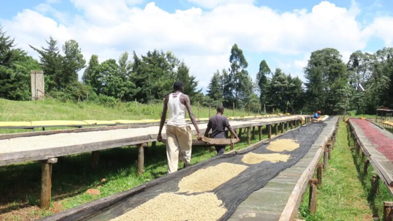 Producers working over washed coffee beans drying at the green Rukira wet mill in Nyeri County