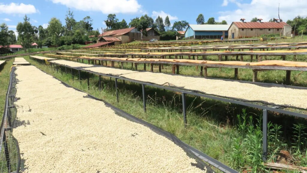 Washed coffee beans drying on raised African beds at Rukira wet mill near the River Mumwe and the River Thuti