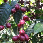 Ripe Pacamara coffee cherries growing at Las Botijas