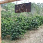 Coffee trees growing at Finca Las Botijas coffee farm entrance sign