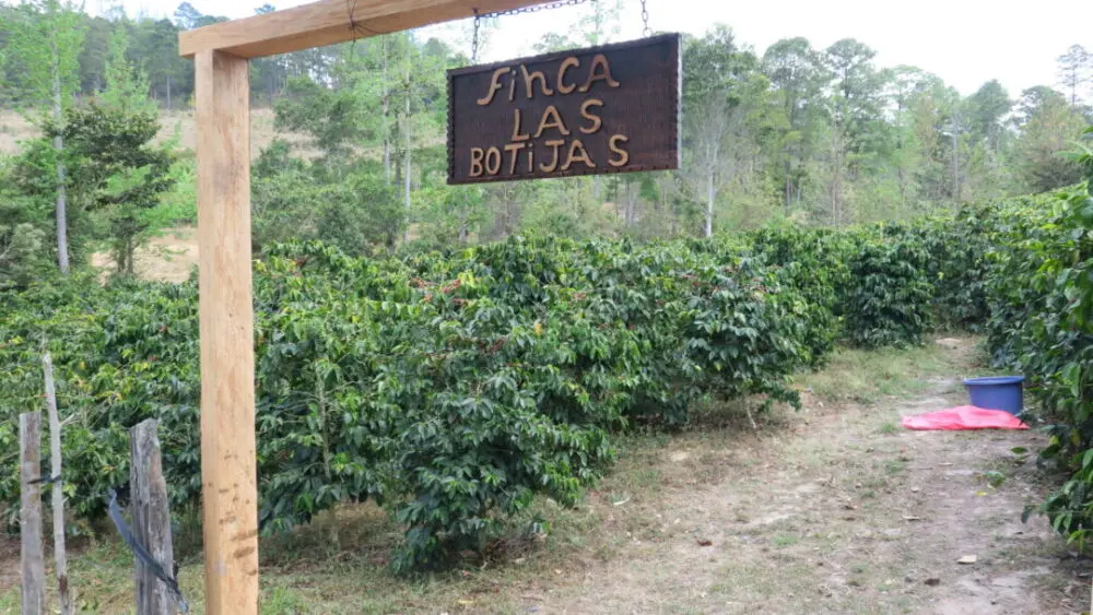 Coffee trees growing at Finca Las Botijas coffee farm entrance sign