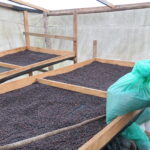 Producer Fernando Contreras spreading whole coffee cherries on drying beds at Entre Caminos Honduras