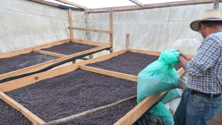Producer Fernando Contreras spreading whole coffee cherries on drying beds at Entre Caminos Honduras