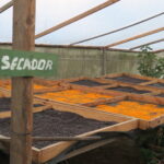 Whole coffee cherries laid out on drying beds at Entre Caminos in the Marcala region of Honduras