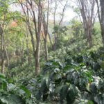 Located in the Marcala region lies San Francisco Don Fabio Caballero's lowest growing coffee farm