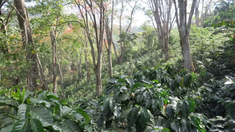 Located in the Marcala region lies San Francisco Don Fabio Caballero's lowest growing coffee farm