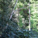 The Marquez family focus on taking care of biodiversity of the environment around the coffee trees