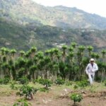 Producer Pedro Erazo at his mountainside coffee farm Las Flores with palm tree shades as cover trees