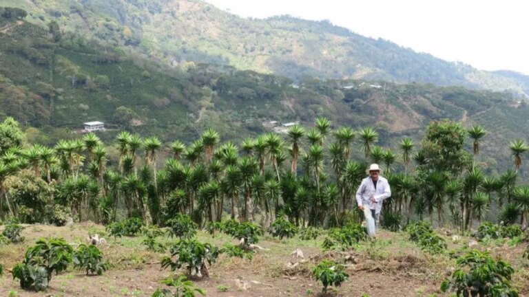 Producer Pedro Erazo at his mountainside coffee farm Las Flores with palm tree shades as cover trees