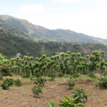Specialty arabica coffee farm Las Flores in the mountains of Honduras
