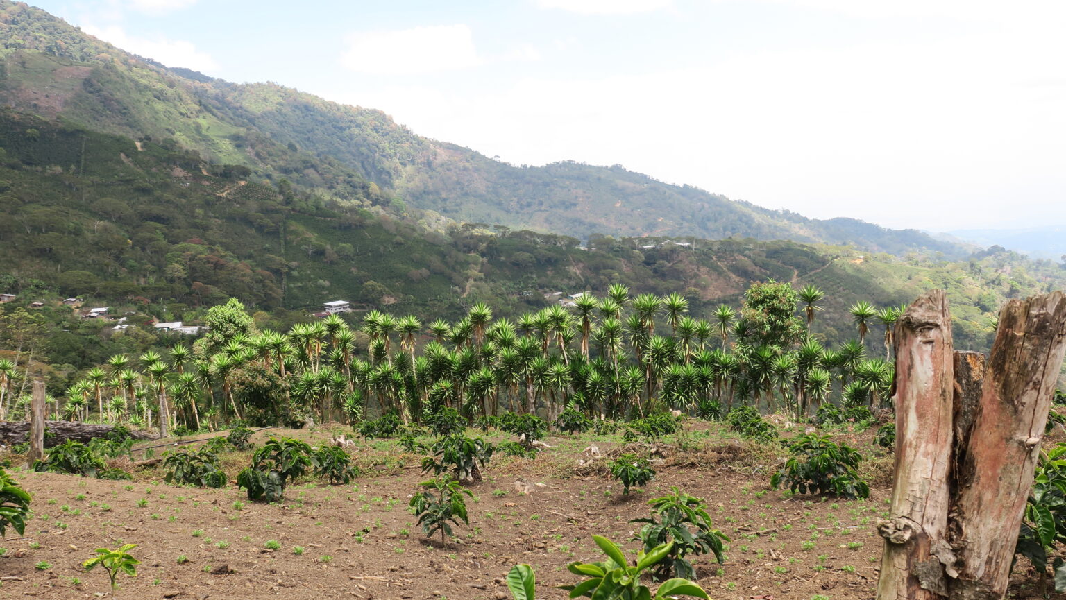 Specialty arabica coffee farm Las Flores in the mountains of Honduras