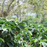 Coffee growing at Finca Cheli