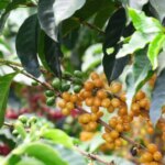 Yellow Coffee cherries growing and ripening on tree at Finca Cheli Honduras
