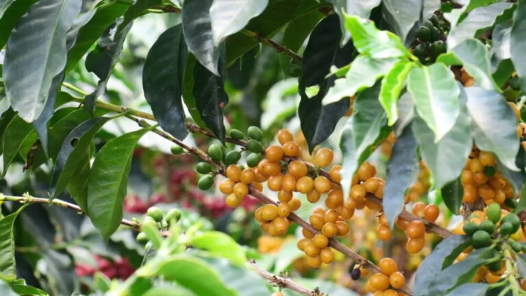 Yellow Coffee cherries growing and ripening on tree at Finca Cheli Honduras