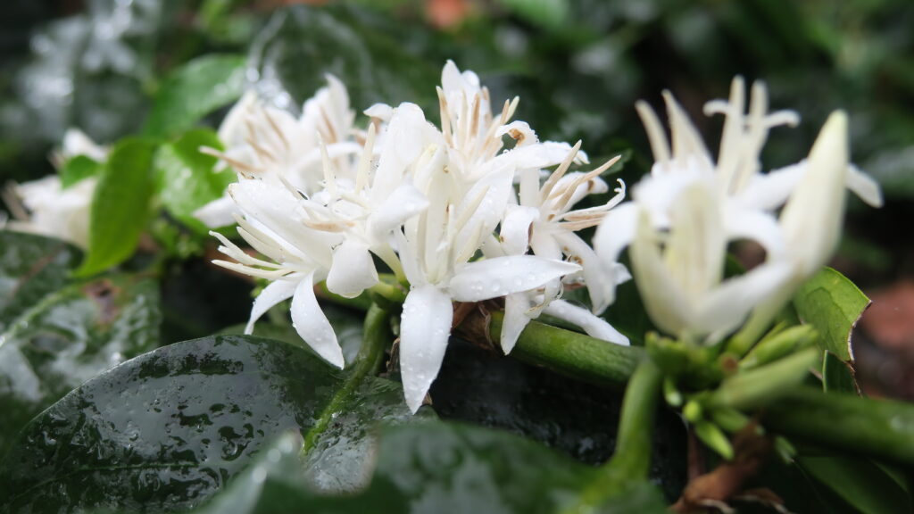 Close up of white coffee tree flowers at Buenos Aires farm Nicaragua