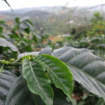 Coffee cherries beginning to grow at San Francisco in mountainous Honduras