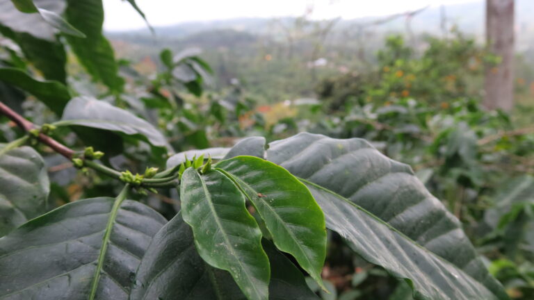 Coffee cherries beginning to grow at San Francisco in mountainous Honduras