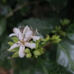 Coffee tree beginning to flower