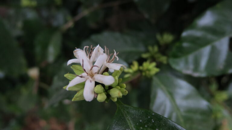 Coffee tree beginning to flower at San Francisco owned by producer Don Fabio Caballero