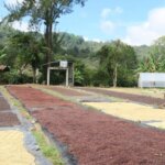 Coffee farmer rotating beans drying under sun at El Liquidambar in Honduras