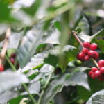 Coffee grows as cherries on small trees in origins within the coffee belt like Honduras