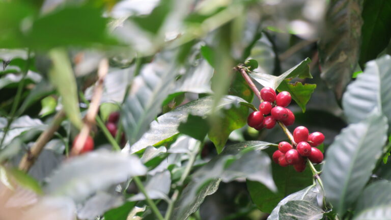 Coffee grows as cherries on small trees in origins within the coffee belt like Honduras