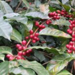 Red coffee cherries on branch of coffee tree
