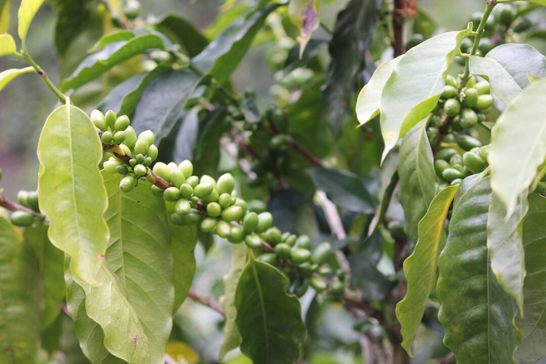 Green coffee cherries growing on arabica tree