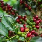 Ripe red and unripe green coffee cherries bunched on branches ready for harvest at specialty coffee farm