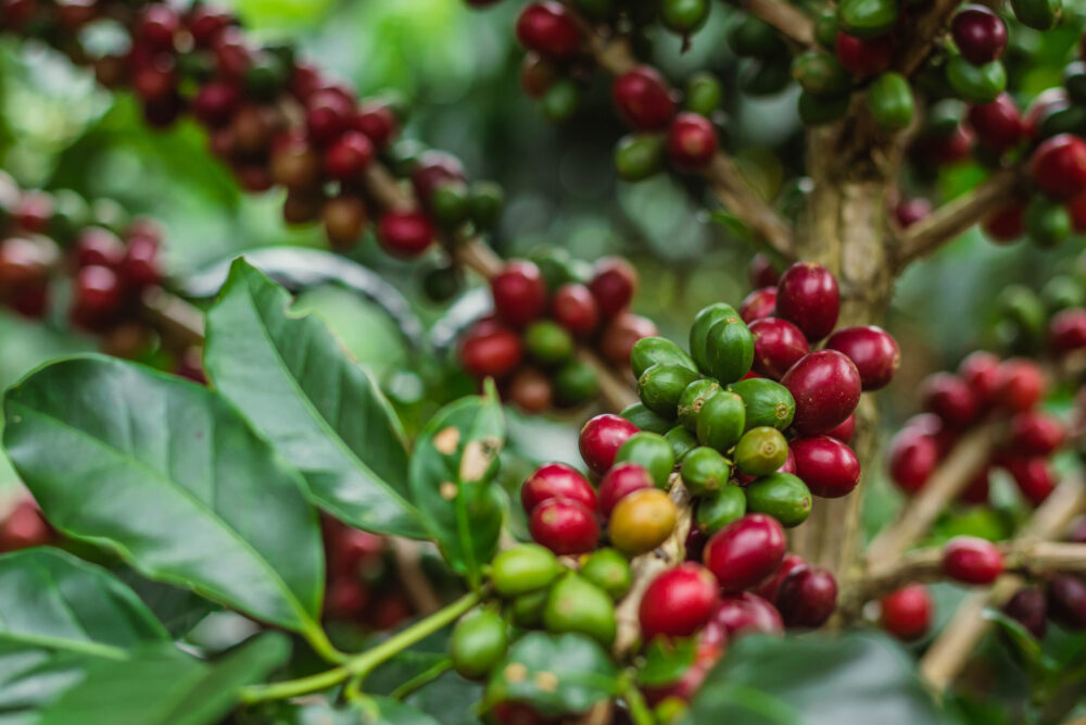 Red and green coffee cherries on coffee tree in the Cauca region of Colombia
