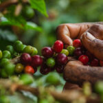 Producer hand picking ripe arabica coffee cherries from tree