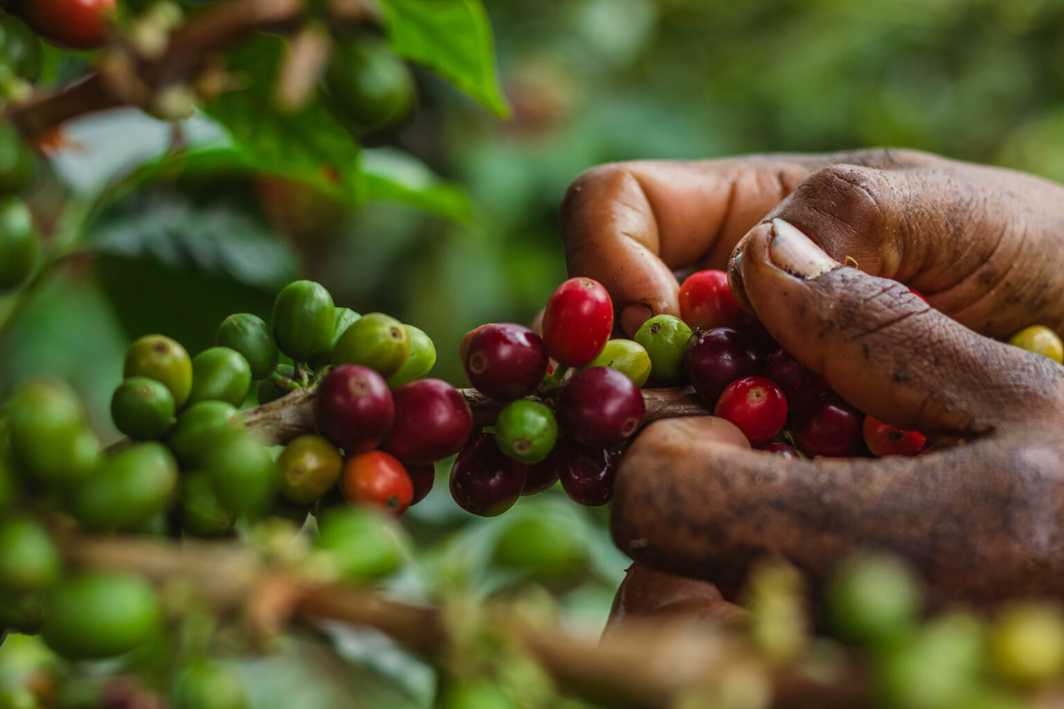 Producer hand picking ripe arabica coffee cherries from tree