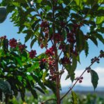 Red ripe cherries on a tree in Brazil