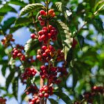 Ripe red cherries on tree